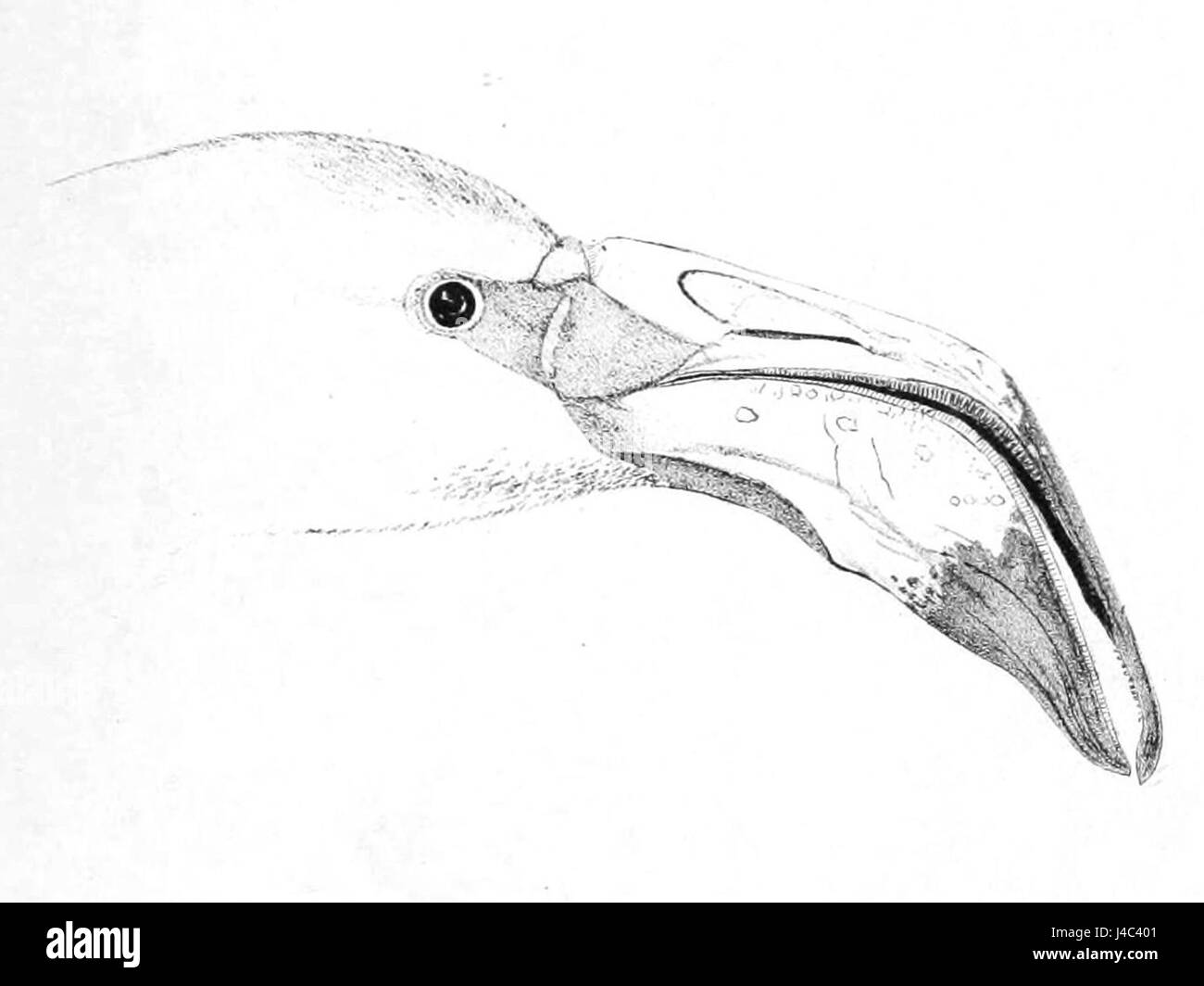 Phoenicopterus Roseus Kopf 2 1869 Stockfoto