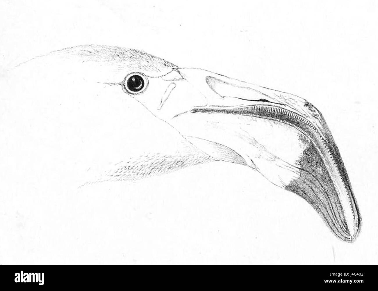 Diese Illustration aus dem Jahr 1869 mit dem Titel „Phoenicopterus ruber Head 1“ zeigt eine detaillierte Untersuchung des Kopfes der Flamingoart Phoenicopterus ruber. Das Kunstwerk konzentriert sich auf die besonderen Merkmale des Vogels und hebt seinen langen Hals, seinen geschwungenen Schnabel und seine auffällige Farbe hervor. Stockfoto