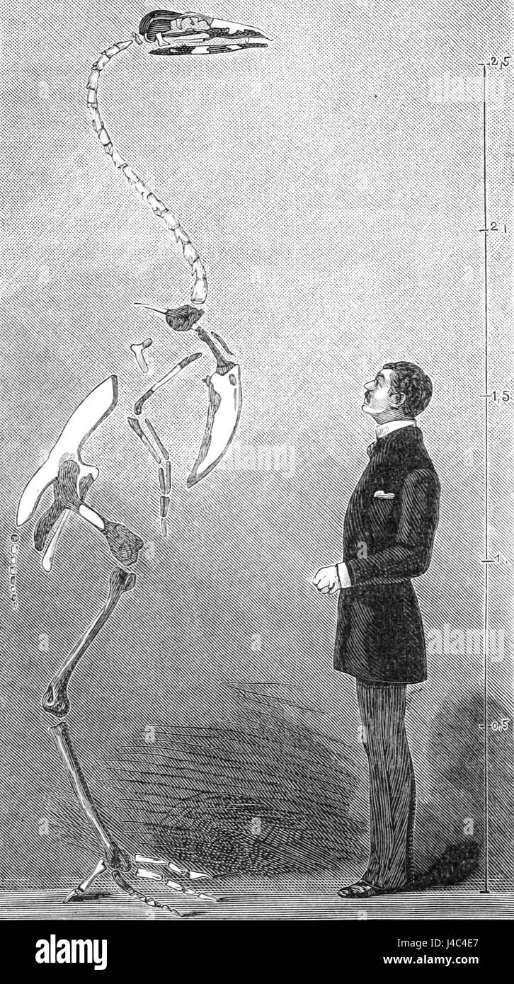 Diese Abbildung zeigt das Skelett von Gastornis eduardsii, einer ausgestorbenen Vogelart, die während des Paläozäns lebte. Es bietet wertvolle Einblicke in die frühe Entwicklung großer flugunfähiger Vögel. Stockfoto