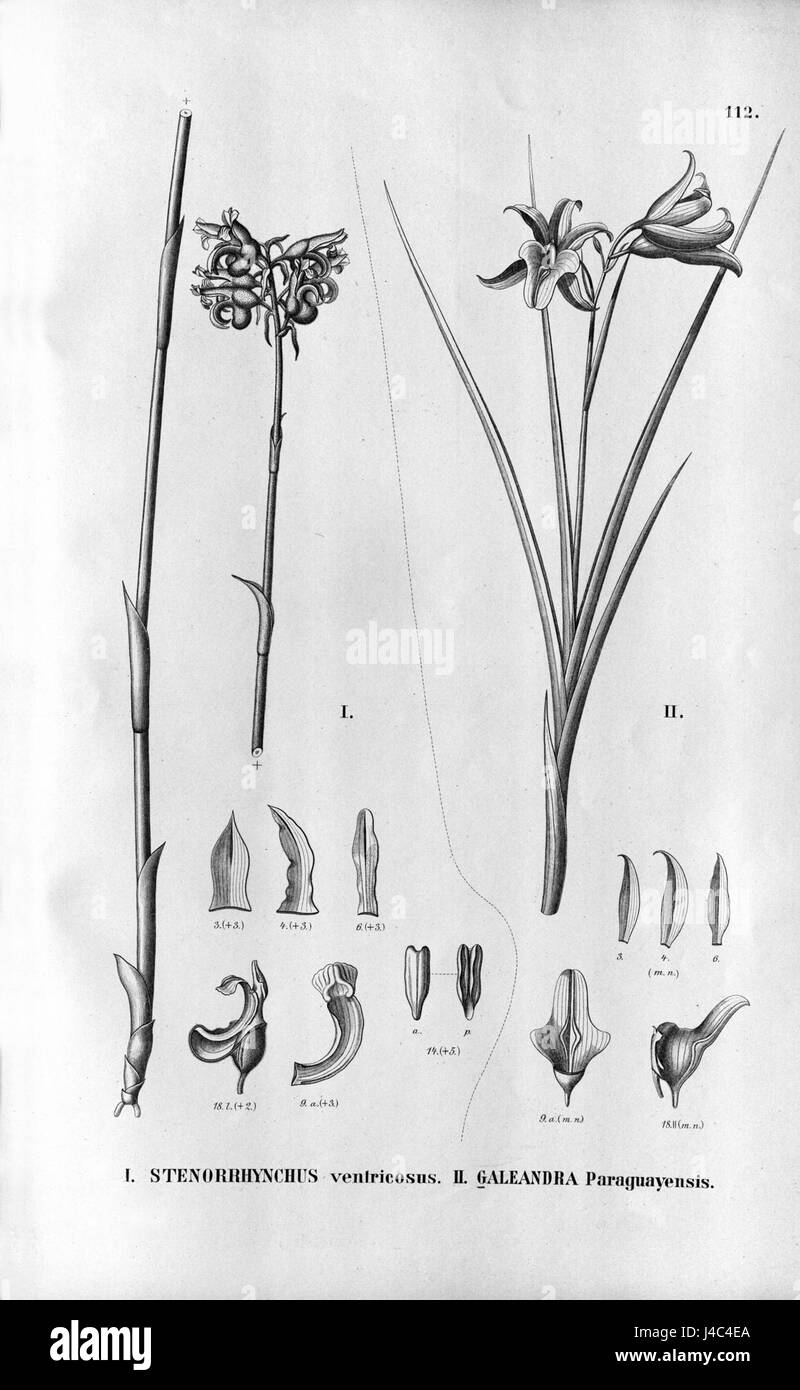 Diese botanische Referenz beschreibt die Arten Pelexia ventricosa (früher Stenorrhynchus ventricosus) und Galeandra paraguayensis, zwei Orchideen in Südamerika. Stockfoto