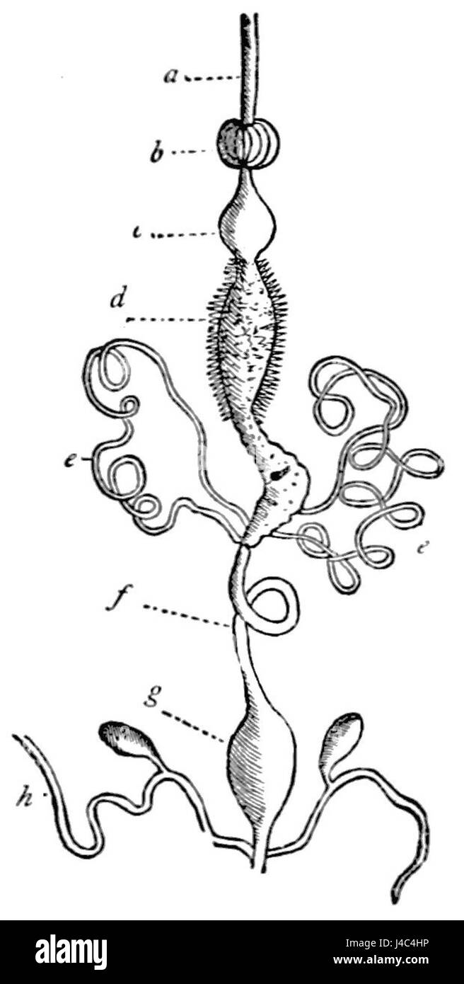Diese Abbildung zeigt das Verdauungssystem eines Käfers und bietet einen detaillierten Überblick über seine inneren Organe und den Verdauungsprozess. Stockfoto