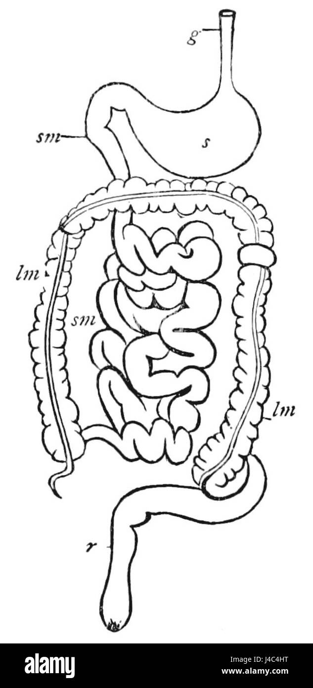 PSM V17 D626 Diagramm des Verdauungssystems eines Säugers Stockfoto