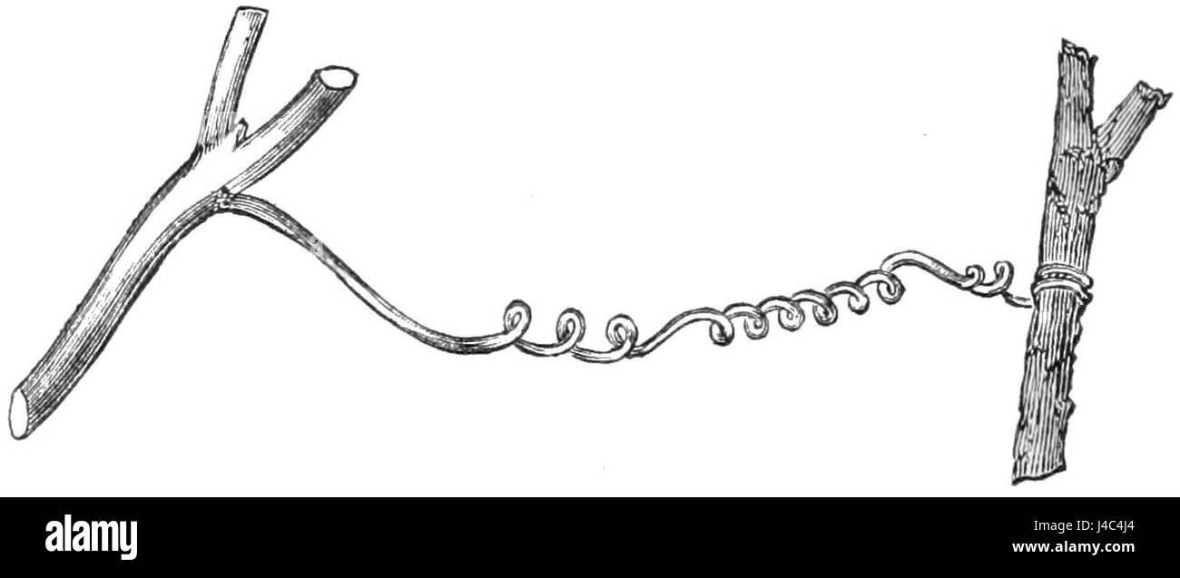 Das Bild zeigt eine detaillierte Darstellung einer in Europa heimischen Bryonia dioica-Ranke. Die zarte Struktur der tendrilâ wird in dieser botanischen Illustration veranschaulicht und zeigt ihre einzigartigen Eigenschaften. Stockfoto