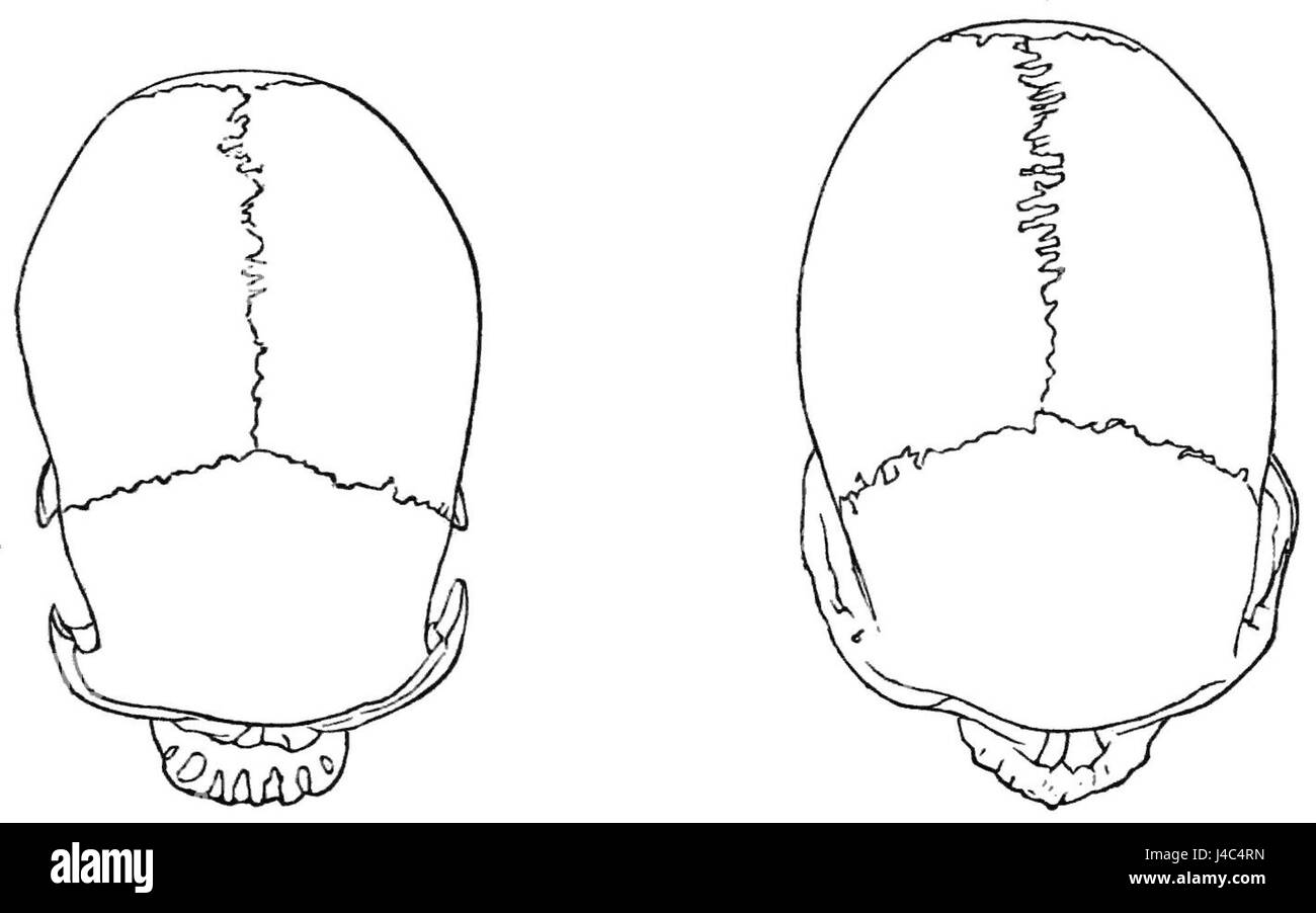 Dieses Bild zeigt Schädel aus den Regionen Mafor und Arfak und zeigt die anthropologische Forschung und die kulturelle Bedeutung dieser Gebiete in der Menschheitsgeschichte. Stockfoto