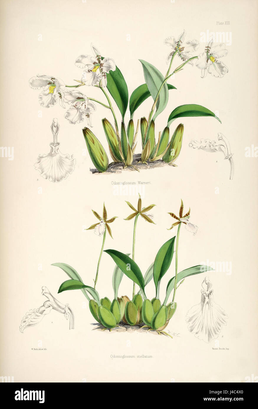 Rhynchostele Rossii (als Odontoglossum Warnerianum) und Rhynchostele Stellata (als Odontoglossum Stellatum) pl. 13 Bateman, Monogr.Odont Stockfoto