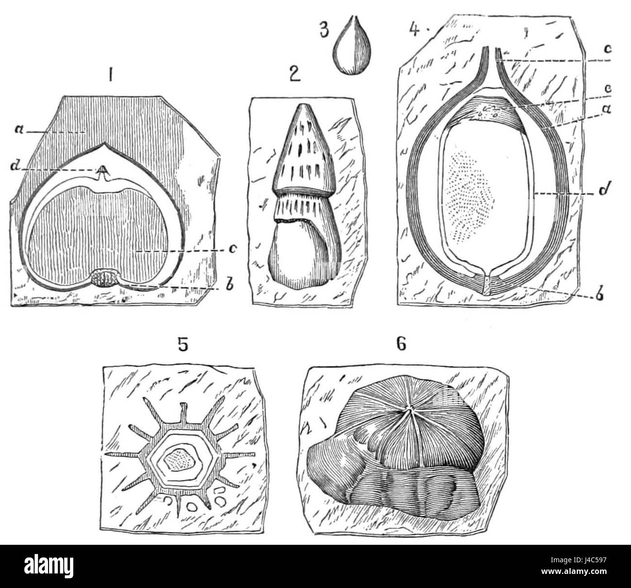 Dieses Exemplar zeigt fossile Samen, die in PSM V20 D801 identifiziert wurden. Fossile Samen geben Einblicke in die antike Pflanzenwelt und die prähistorische Umgebung der Erde und liefern wertvolle Daten für Paläobotanik-Studien. Stockfoto