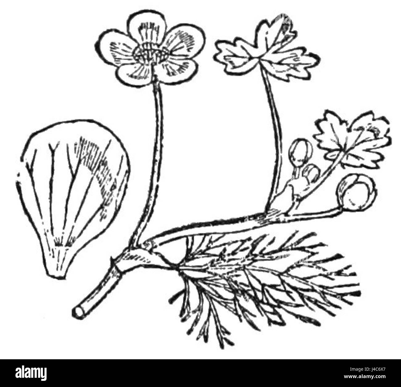 PSM V27 D501 zwei verschiedene Formen der Blätter der Stuten tail hippuris Stockfoto