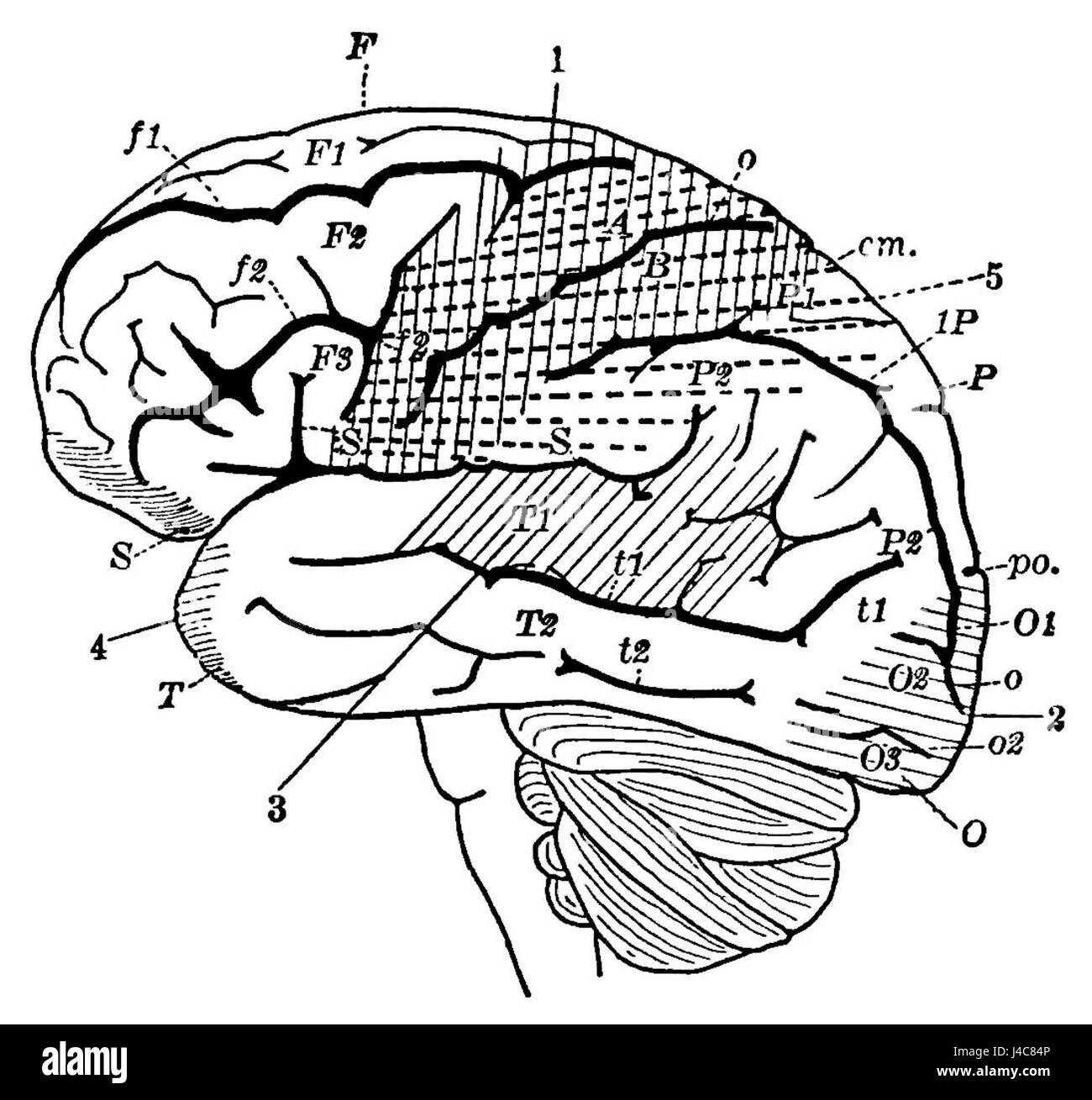 PSM V35 D763 Funktionsbereiche des Gehirns Oberfläche Stockfoto