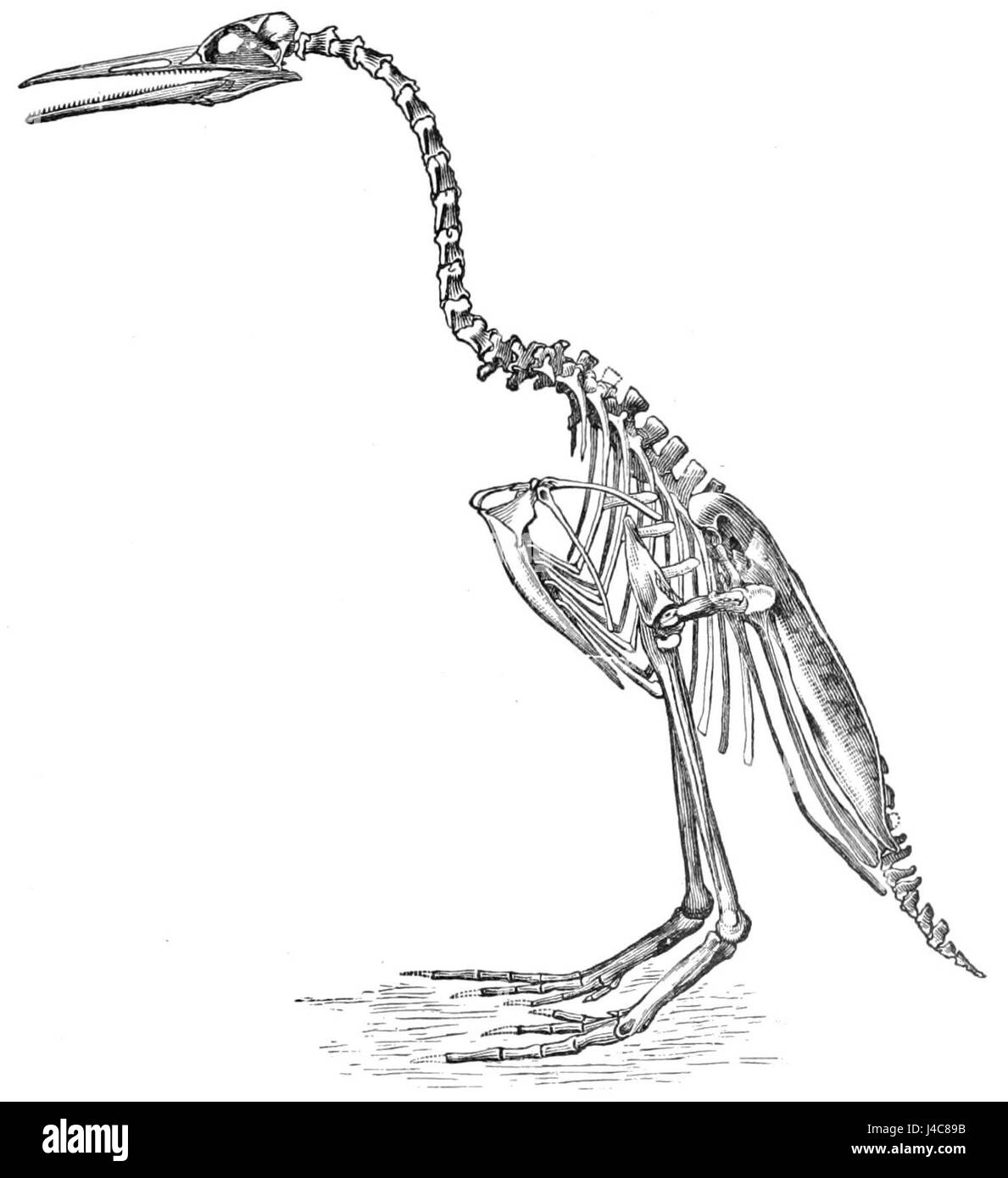 PSM V36 D399 Hesperornis regalis Stockfoto