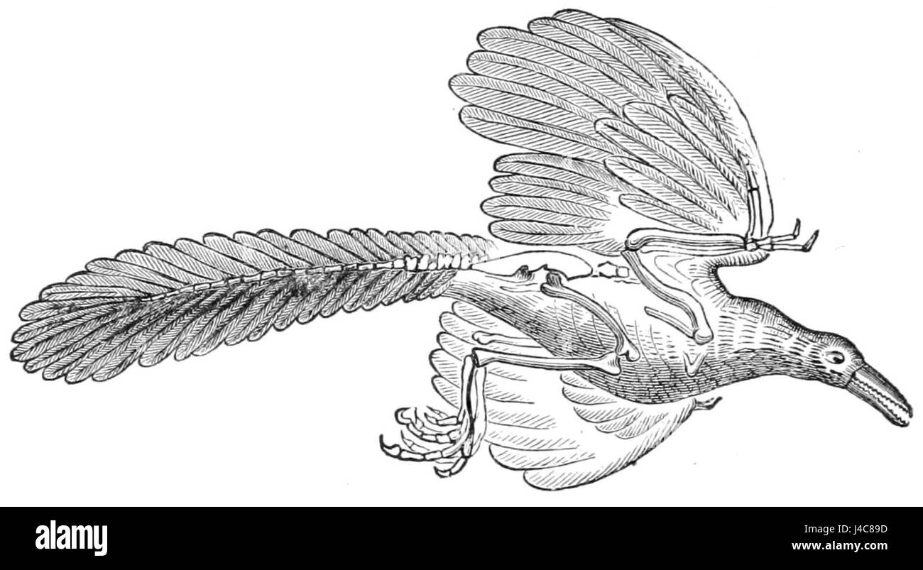 Der Archaeopteryx macroura ist eine ausgestorbene Art früherer vogelartiger Dinosaurier, die in künstlerischen Rekonstruktionen restauriert wurde. Bekannt für seinen gefiederten Körper und seine alten Eigenschaften, stellt sie eine Schlüsselart in der Evolutionsbiologie dar. Stockfoto