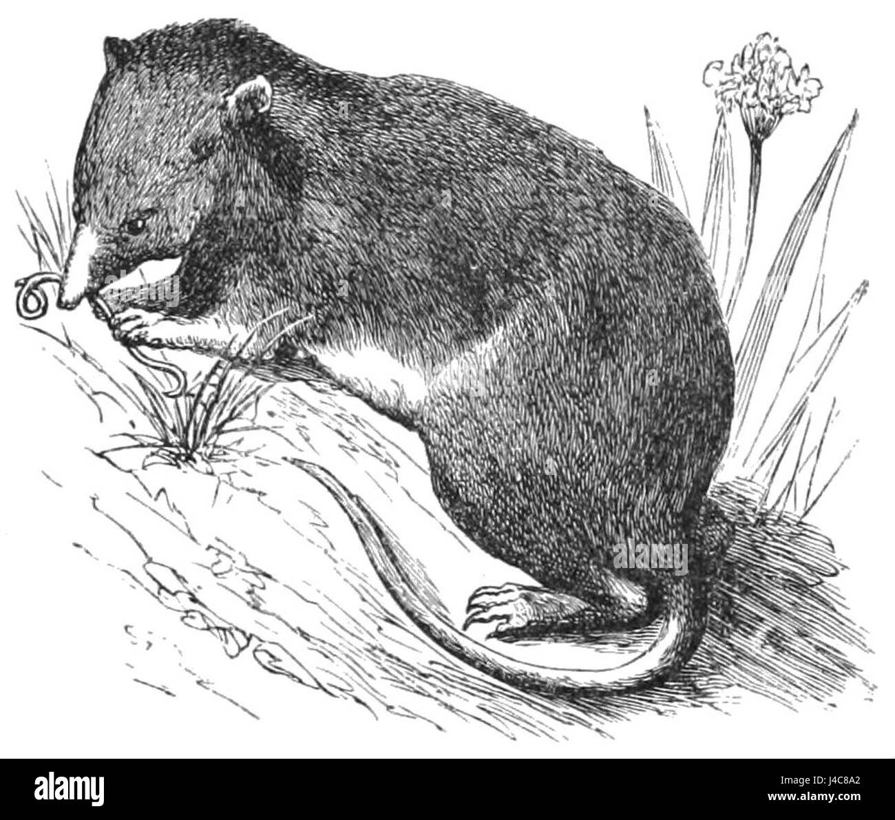 PSM V36 D683 gemeinsamen europäischen Spitzmaus Stockfoto