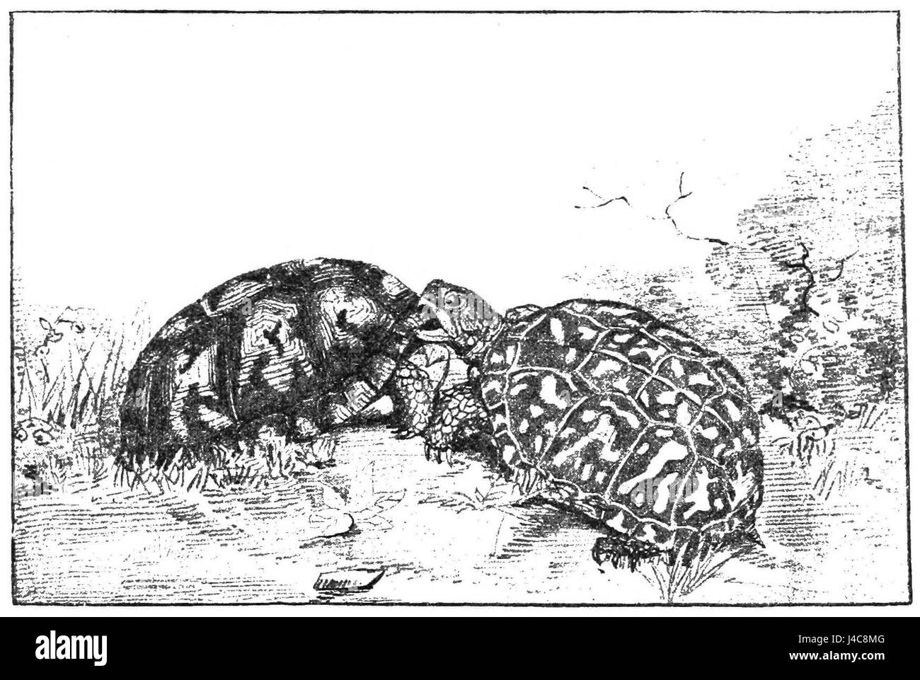 Dieses Bild zeigt zwei alte männliche Schildkröten, die in einen Kampf verwickelt sind. Ihr Kampf könnte mit territorialen Auseinandersetzungen zusammenhängen, die bei verschiedenen Reptilienarten während der Paarungszeit üblich sind. Stockfoto