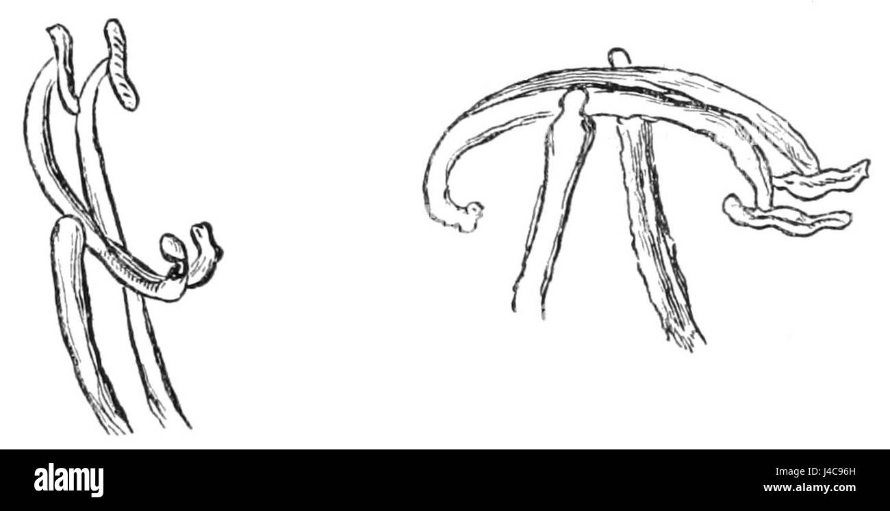 PSM V39 D357 Salvia Stockfoto