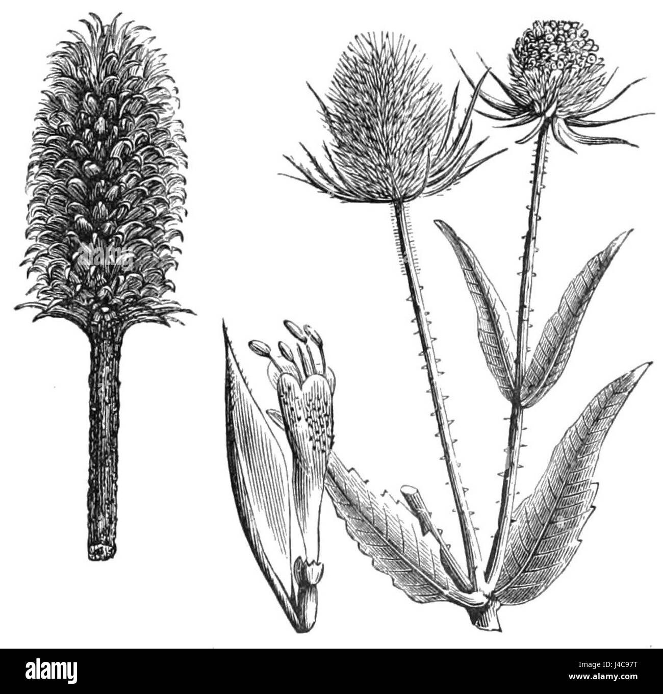 PSM V39 D473 Staats-und volleren und wilden Karde Stockfoto