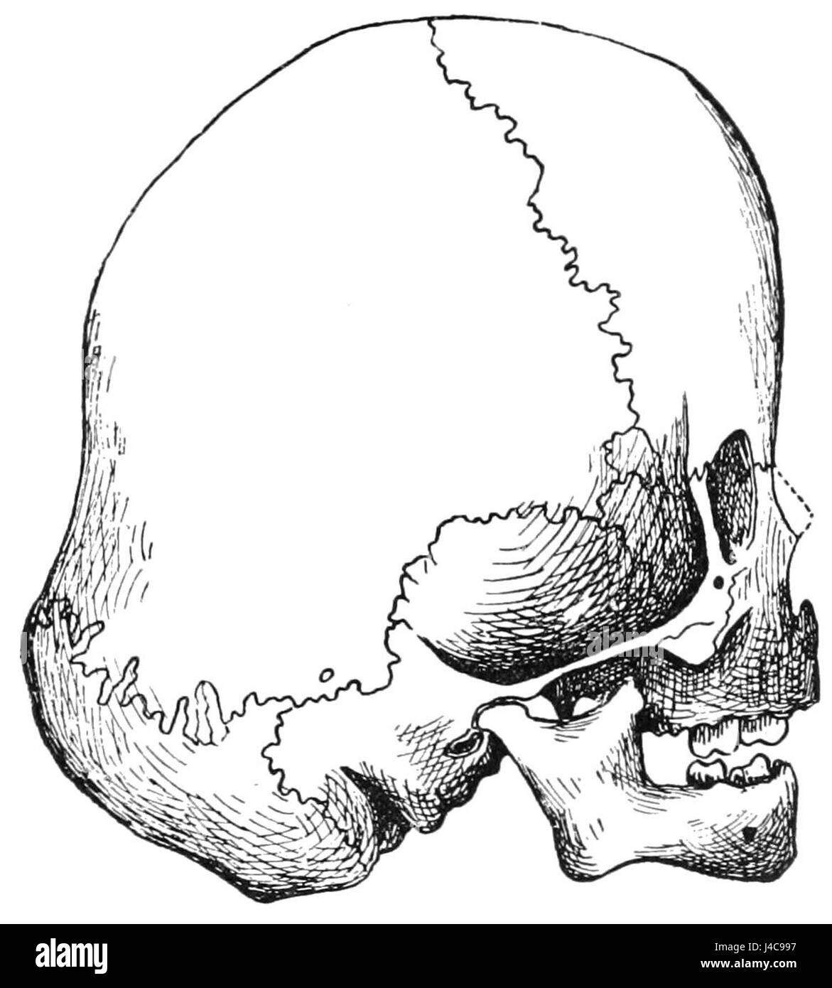 Dieser Eintrag bezieht sich auf eine anthropologische Studie mit dem rechten lateralen Aspekt eines Navajo-Kinderschädels. Die Studie ist wahrscheinlich Teil einer umfassenderen Forschung über Skelettsterbnisse der Ureinwohner und Kulturanthropologie. Stockfoto