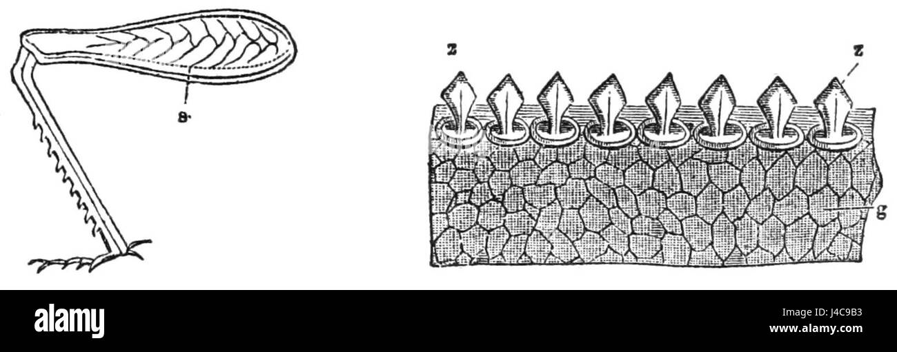 Diese wissenschaftliche Illustration von PSM V39 D697 konzentriert sich auf die Anatomie des Beines eines Grashüpfers und zeigt seine Struktur und die biologischen Merkmale dieses Insekts. Stockfoto