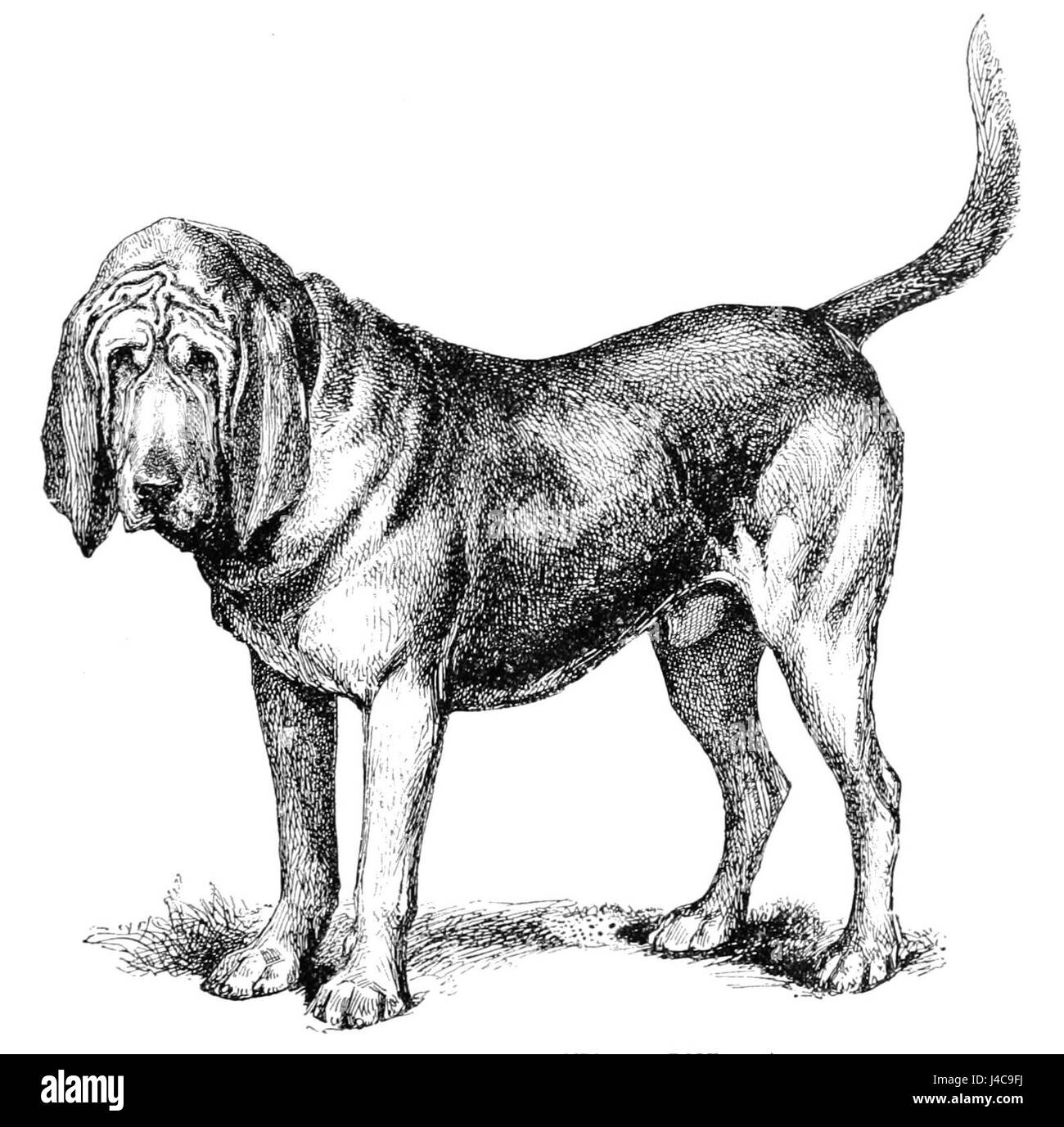 PSM V40 D253 bezieht sich auf ein bedeutendes Automobil- oder Ingenieurmodell, wahrscheinlich im Zusammenhang mit dem Bloodhound Champion Car, einem Projekt, das auf Hochgeschwindigkeitsrekorde abzielt. Cromwell ist mit einem Durchbruch im Fahrzeug oder in der Technik verbunden. Stockfoto