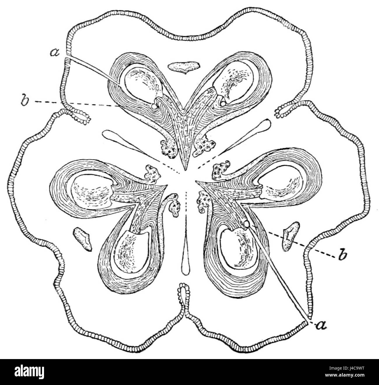 Das Bild zeigt einen Querschnitt einer Yukka-Pistil, eine detaillierte botanische Abbildung aus der Publikation „PSM V41“. Es hebt die Struktur der Yuccablüte hervor, insbesondere des Pistils, und bietet Einblicke in ihre reproduktive Anatomie. Stockfoto
