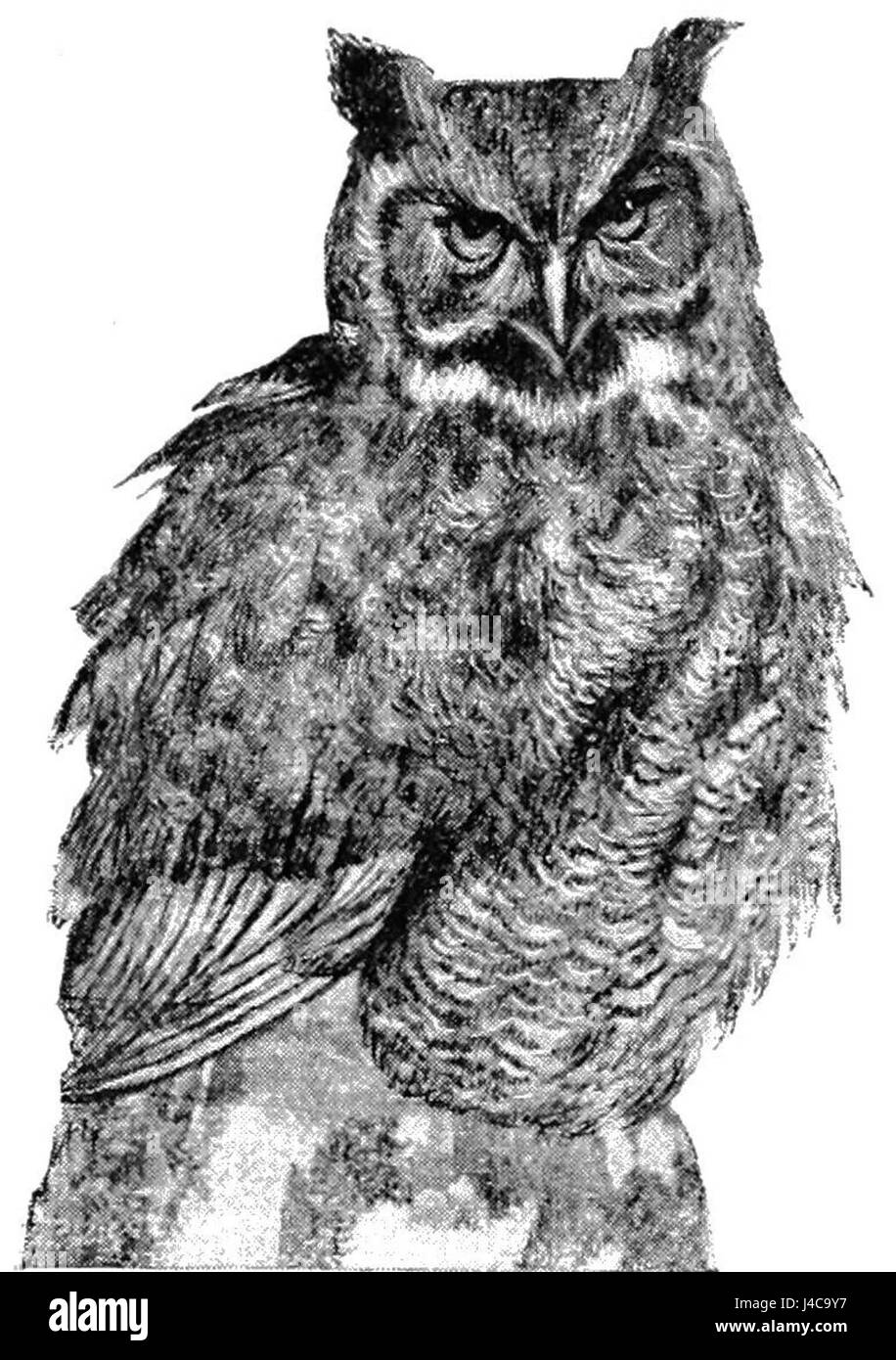 Das Foto zeigt eine große gehörnte Eule, die auf einem Baumstamm thront. Bekannt für ihre unverwechselbaren Büschel, ist die Eule eine in Nordamerika verbreitete Art, die oft in Wäldern und Wäldern zu finden ist. Stockfoto