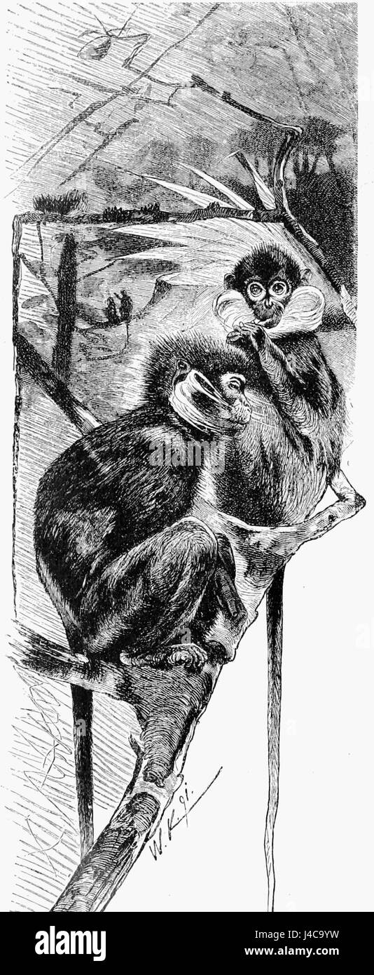 PSM V41 D404 bezieht sich auf wissenschaftliche Aufzeichnungen, die möglicherweise eine Art von Weißbärtigen, schlanken Affen dokumentieren. Diese Primaten kommen typischerweise in bestimmten Regionen vor und haben einzigartige Verhaltens- und körperliche Eigenschaften, die es Wert sind, studiert zu werden. Stockfoto