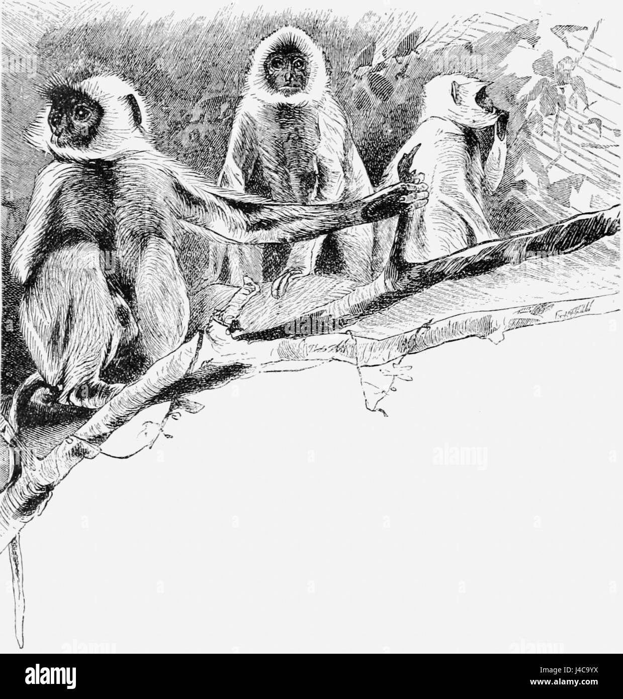 PSM V41 D406 Heilige Hulman-Affen von Indien Stockfoto