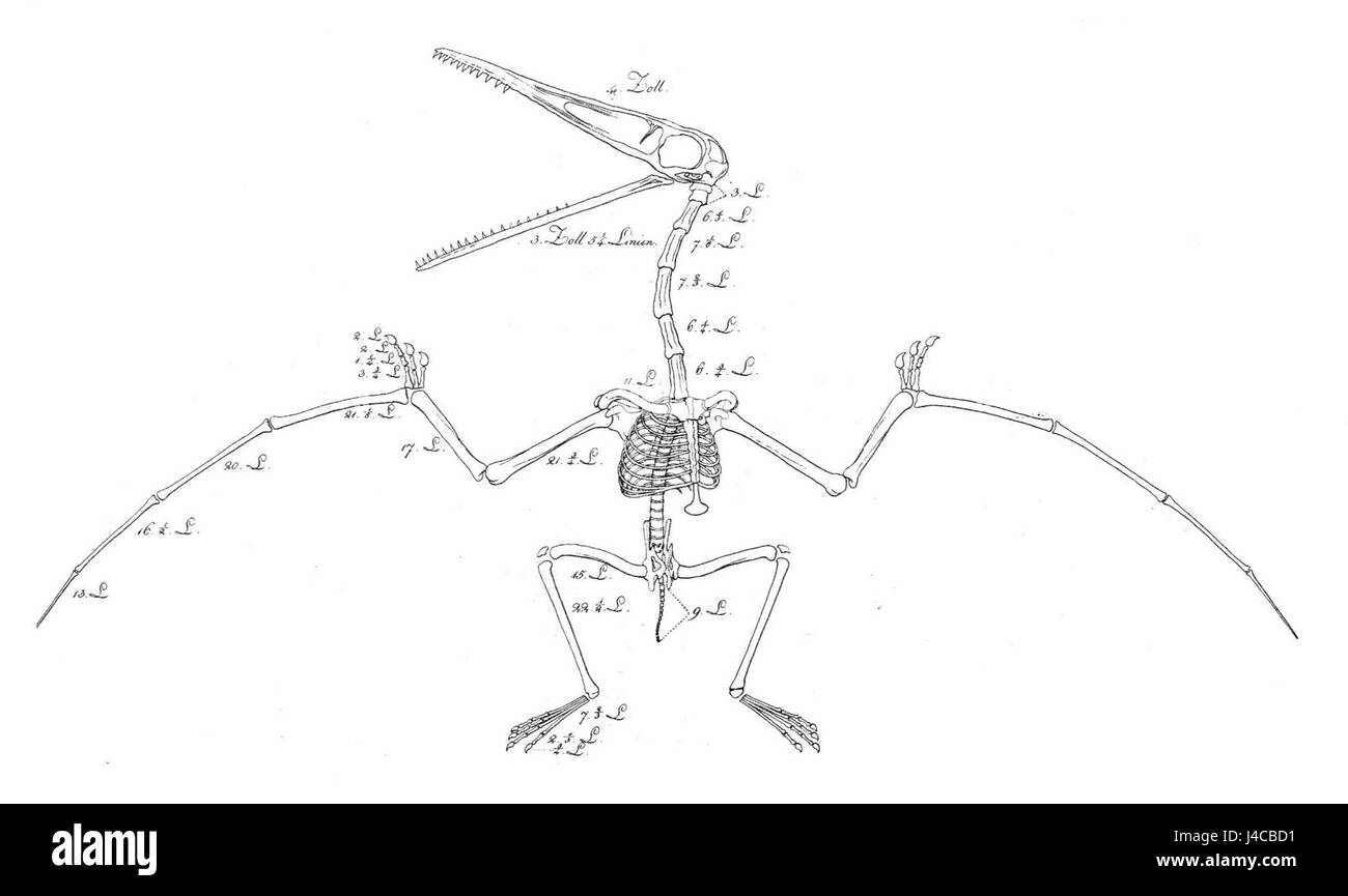 Flugsaurier Wiederaufbau Soemmerring 1812 Stockfoto