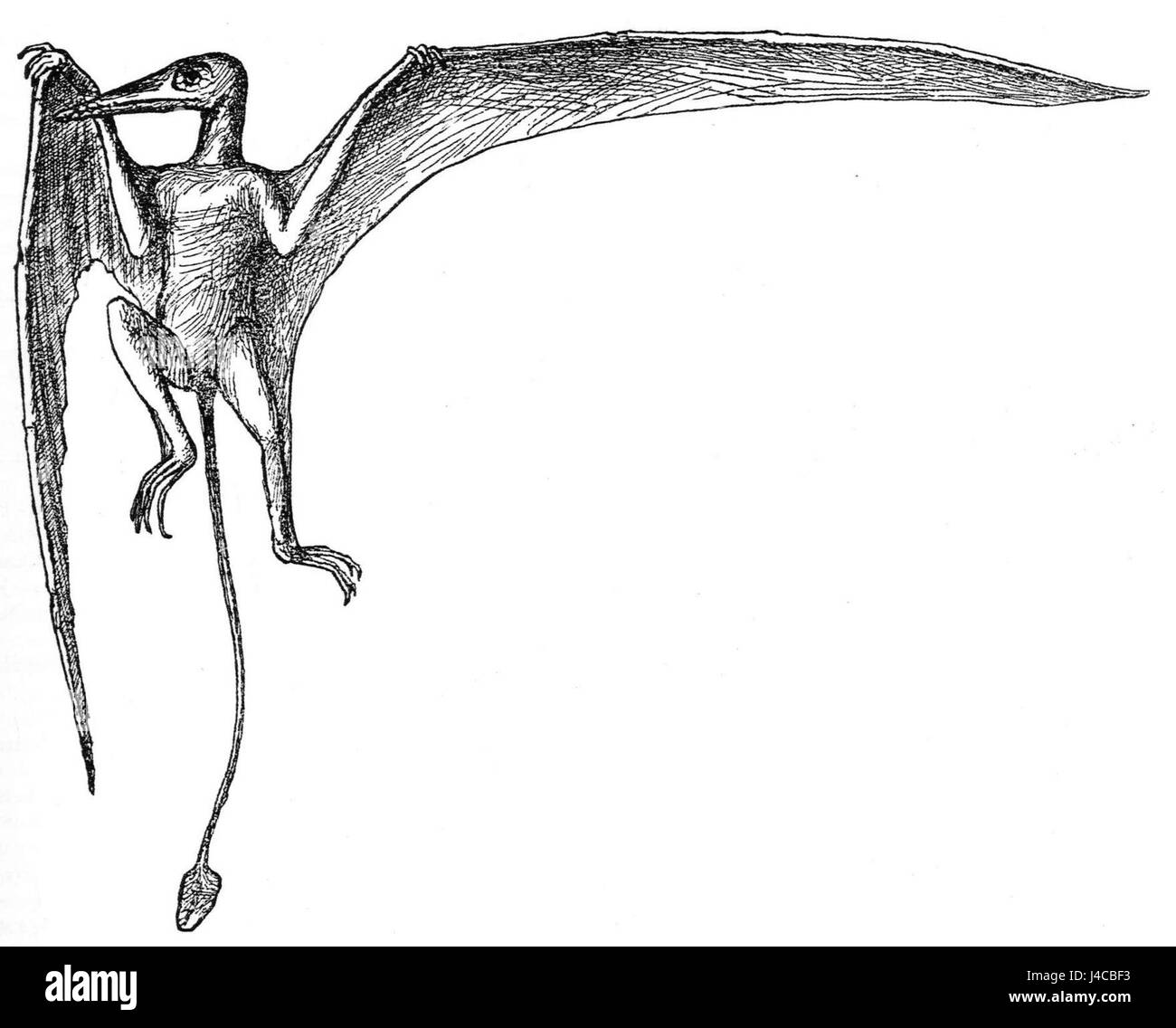 Eine Rekonstruktion von Ramphorhynchus, einer Gattung von Pterosauriern, von Zittel im Jahre 1882. Das Bild zeigt wahrscheinlich dieses prähistorische fliegende Reptil, basierend auf Fossilien aus der Jurazeit. Stockfoto