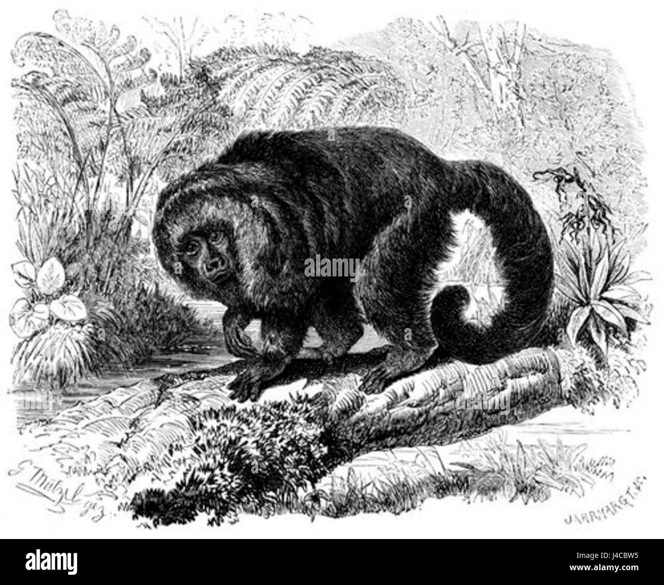 Pithecia hirsuta Stockfoto