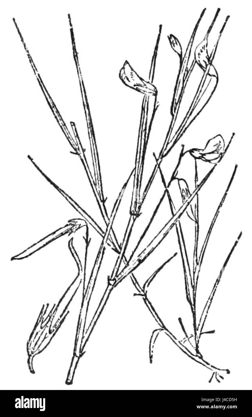PSM V27 D506 bezieht sich auf eine botanische Studie an der Graserbse, die ihre einzigartige Eigenschaft der vergrößerten Stipula als Ersatz für Blätter unterstreicht. Dieses Detail trägt zum Verständnis der Biologie und Anpassungen der plantâ bei. Stockfoto