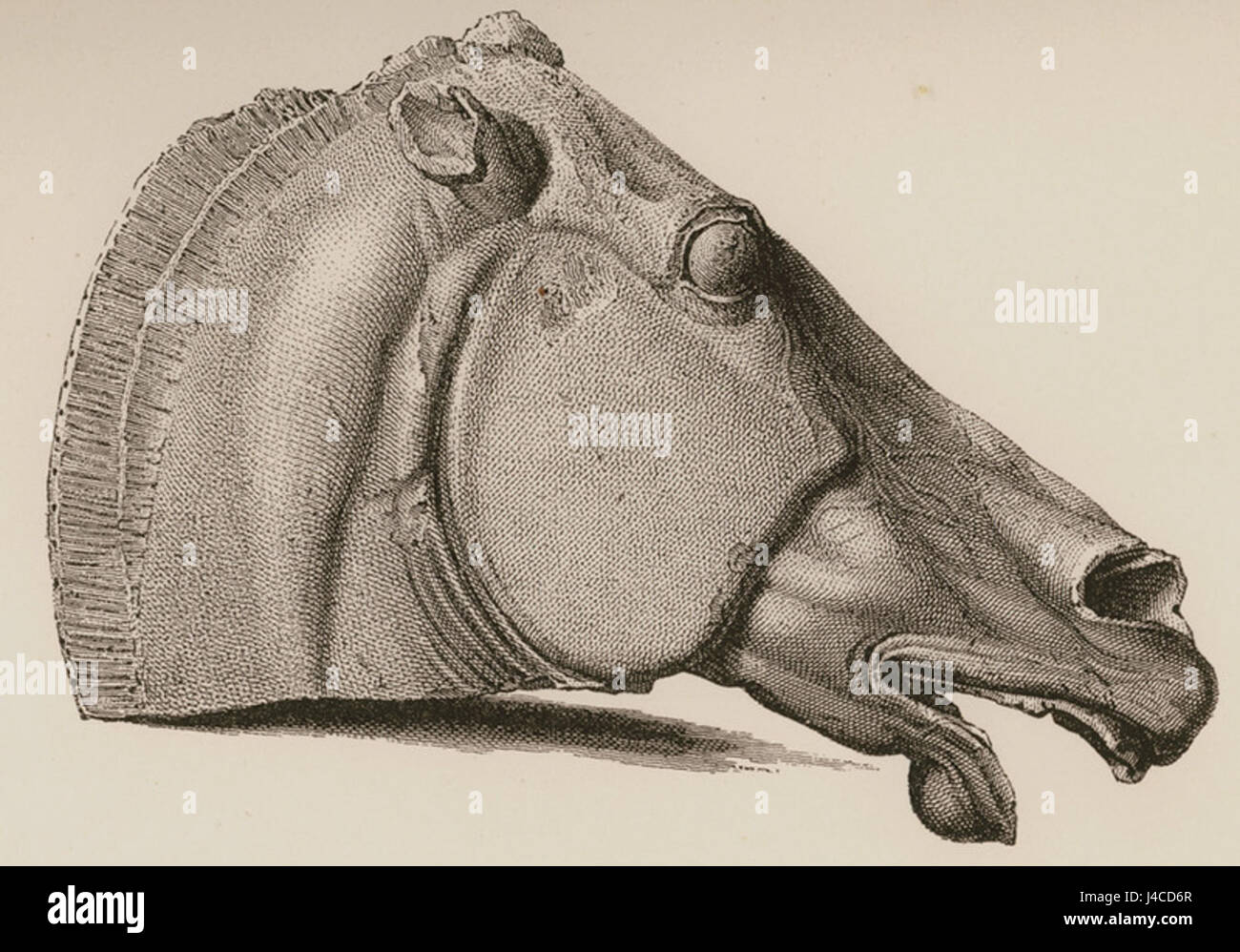 Der Pferdekopf von Adolf Boetticher ist eine 1888 entstandene künstlerische Darstellung. Das Stück, das übersetzt „Pferdekopf“ bedeutet, zeigt eine detaillierte und realistische Darstellung des Pferdekopfes und zeigt Boettichers Fähigkeit, Tierformen präzise und mit Liebe zum anatomischen Detail zu erfassen. Stockfoto