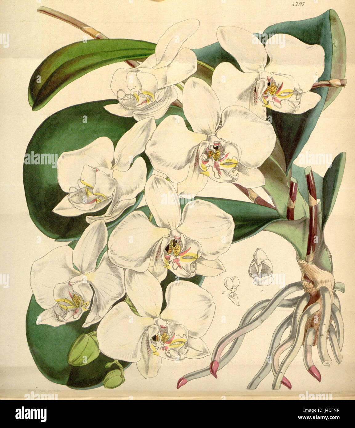 Eine Illustration von Phalaenopsis amabilis, allgemein bekannt als die anmutige Orchidee, veröffentlicht 1847 in Curtis's Botanical Magazine. Stockfoto