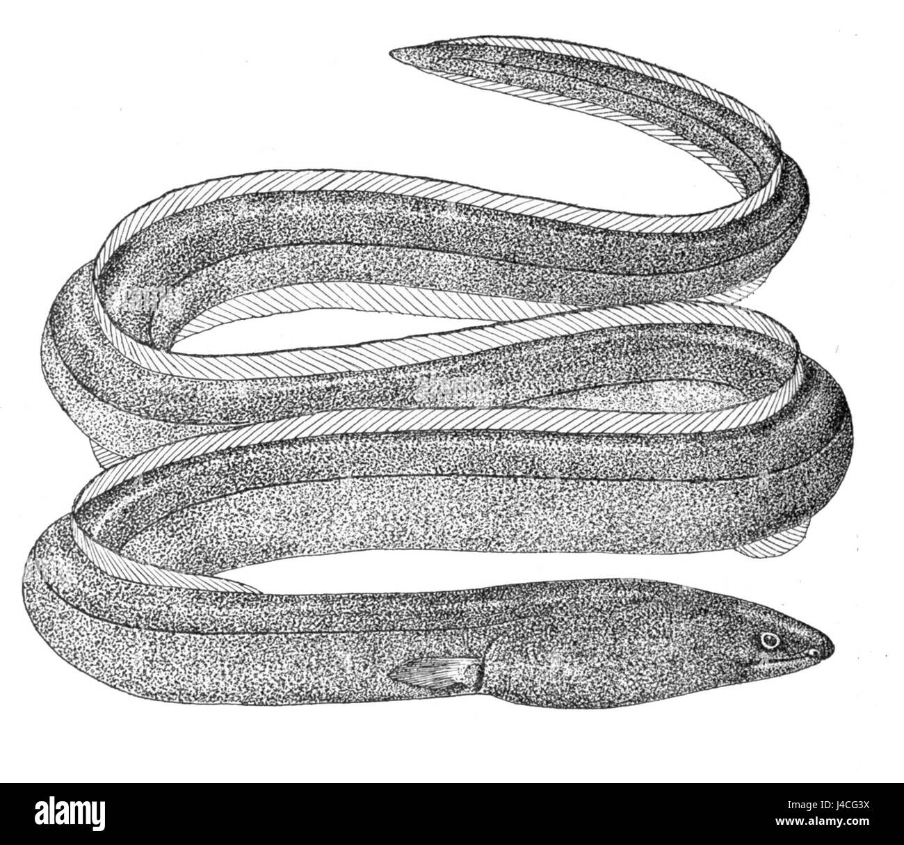 Pisodonophisboro Stockfoto