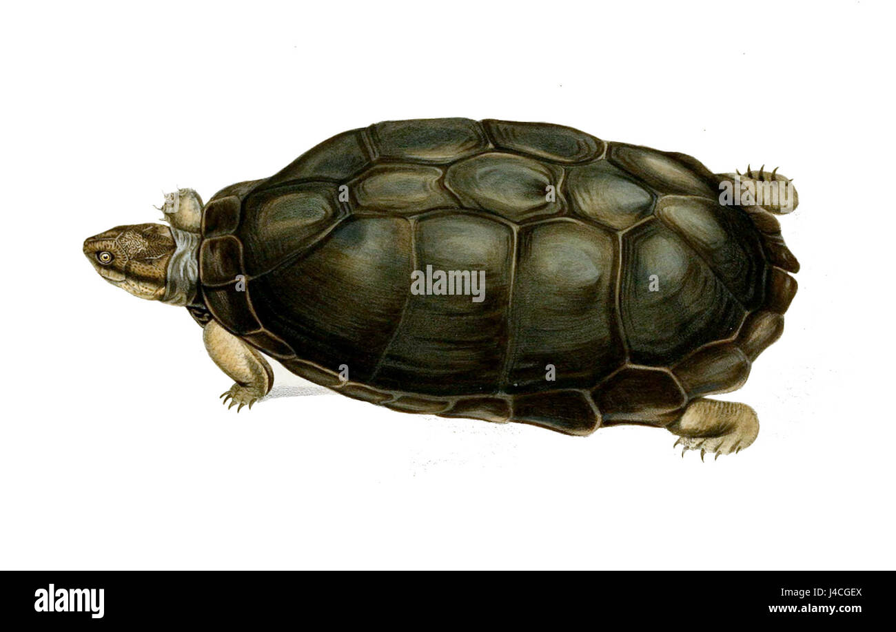 Pelusios sinuatus ist eine Süßwasserschildkröte, die in Afrika südlich der Sahara vorkommt. Es ist bekannt für sein einzigartiges Muschelmuster und seinen aquatischen Lebensraum, der eine Rolle im Ökosystem afrikanischer Gewässer spielt. Stockfoto