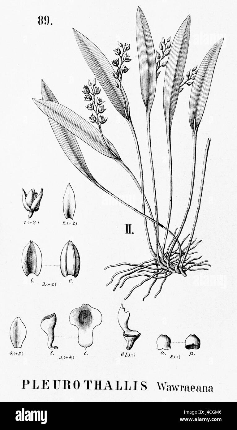 Dieses Bild ist ein Ausschnitt aus der Flora brasiliensis und zeigt Pleurothallis wawraeana, eine in Brasilien heimische Orchideenart. In der Abbildung werden die botanischen Merkmale hervorgehoben. Stockfoto