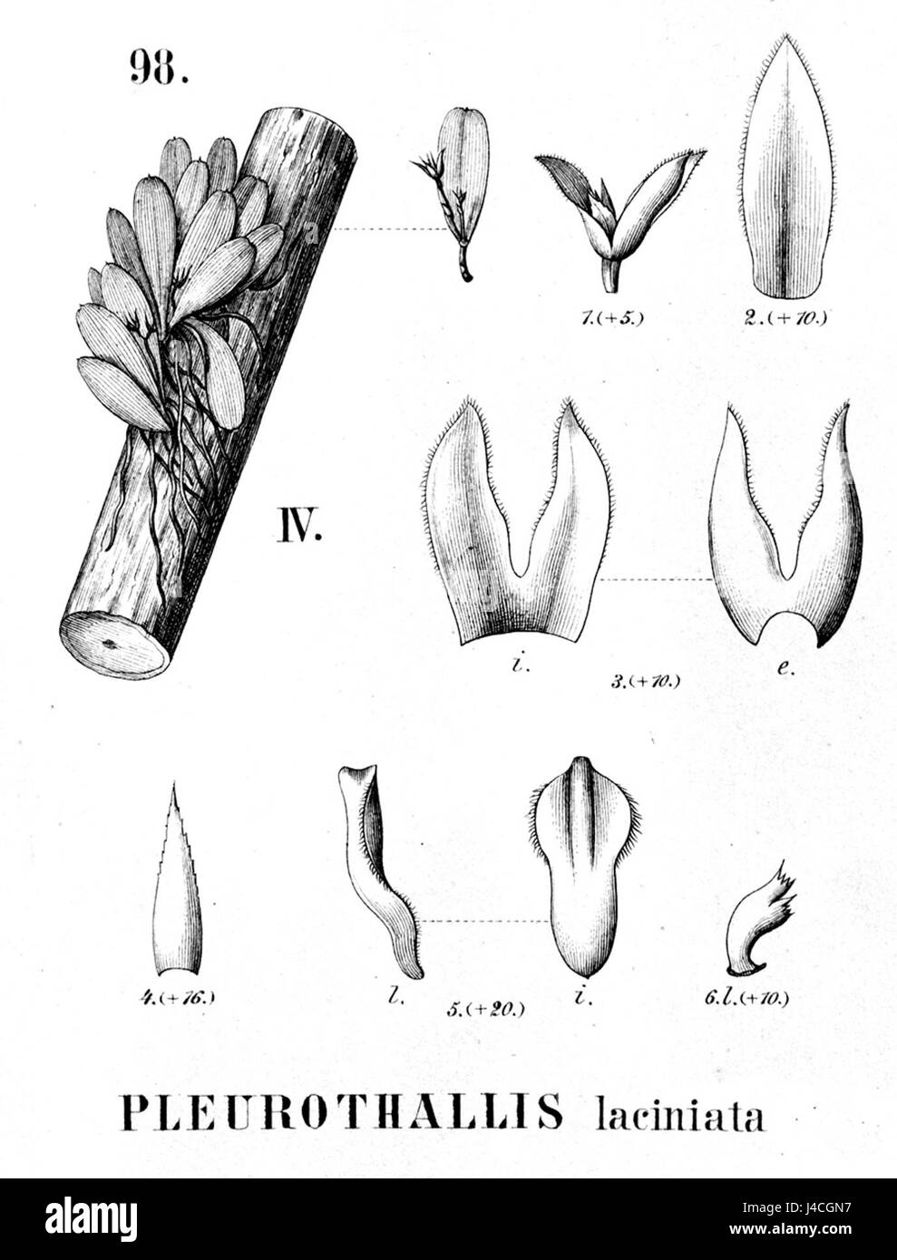 Dieser Ausschnitt aus der *Flora brasiliensis* zeigt die Art *Pleurothallis laciniata*, eine in Brasilien heimische Orchideenart. Sie zeigt die botanischen Merkmale der plantâ, die im dritten Band dieses bedeutenden botanischen Werks dargestellt werden. Stockfoto