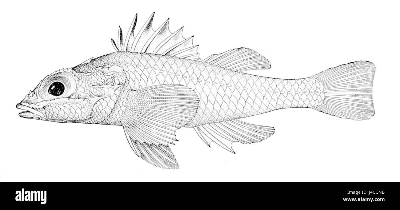 Plectrogenium nanum ist eine Pflanzenart, die für ihre einzigartigen Eigenschaften bekannt ist. Diese Pflanze kommt in bestimmten Regionen mit tropischem oder subtropischem Klima vor, was zur lokalen Artenvielfalt beiträgt. Stockfoto