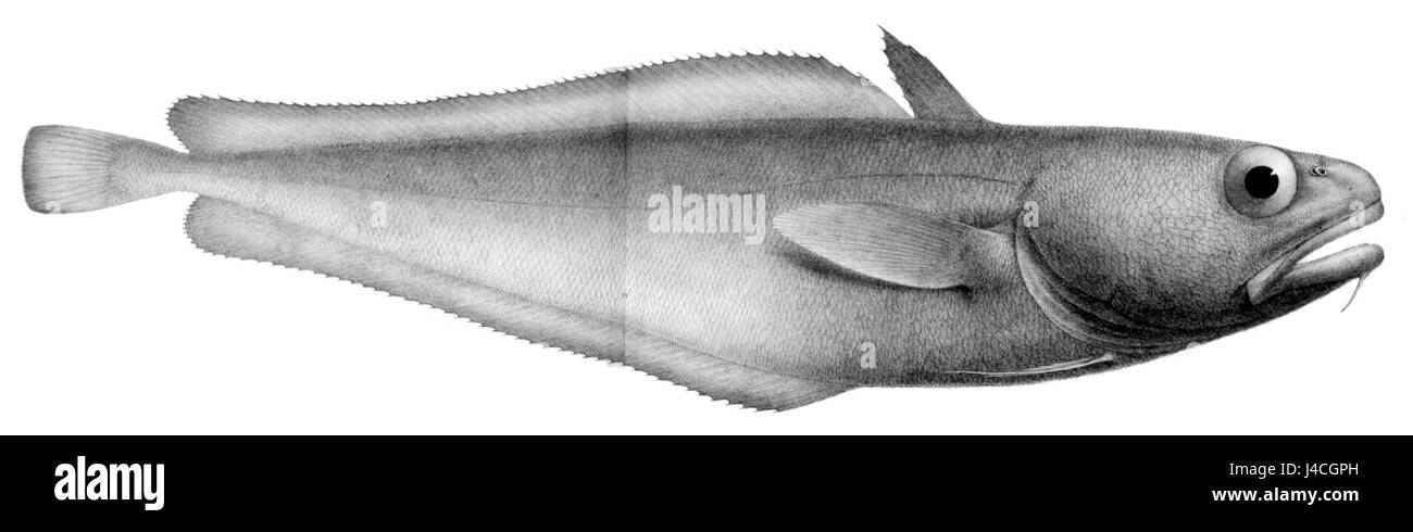 Physiculus kaupi ist eine Fischart, die in Meeresgebieten vorkommt. Sie gehört zur Familie der Physiculidae, die für ihre besonderen Eigenschaften und Habitatpräferenzen in tiefen Gewässern bekannt ist. Stockfoto