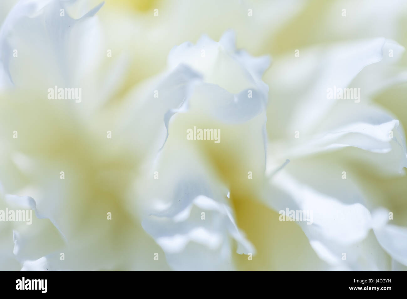 Nahaufnahme von blass Pfingstrose Blume. Stockfoto