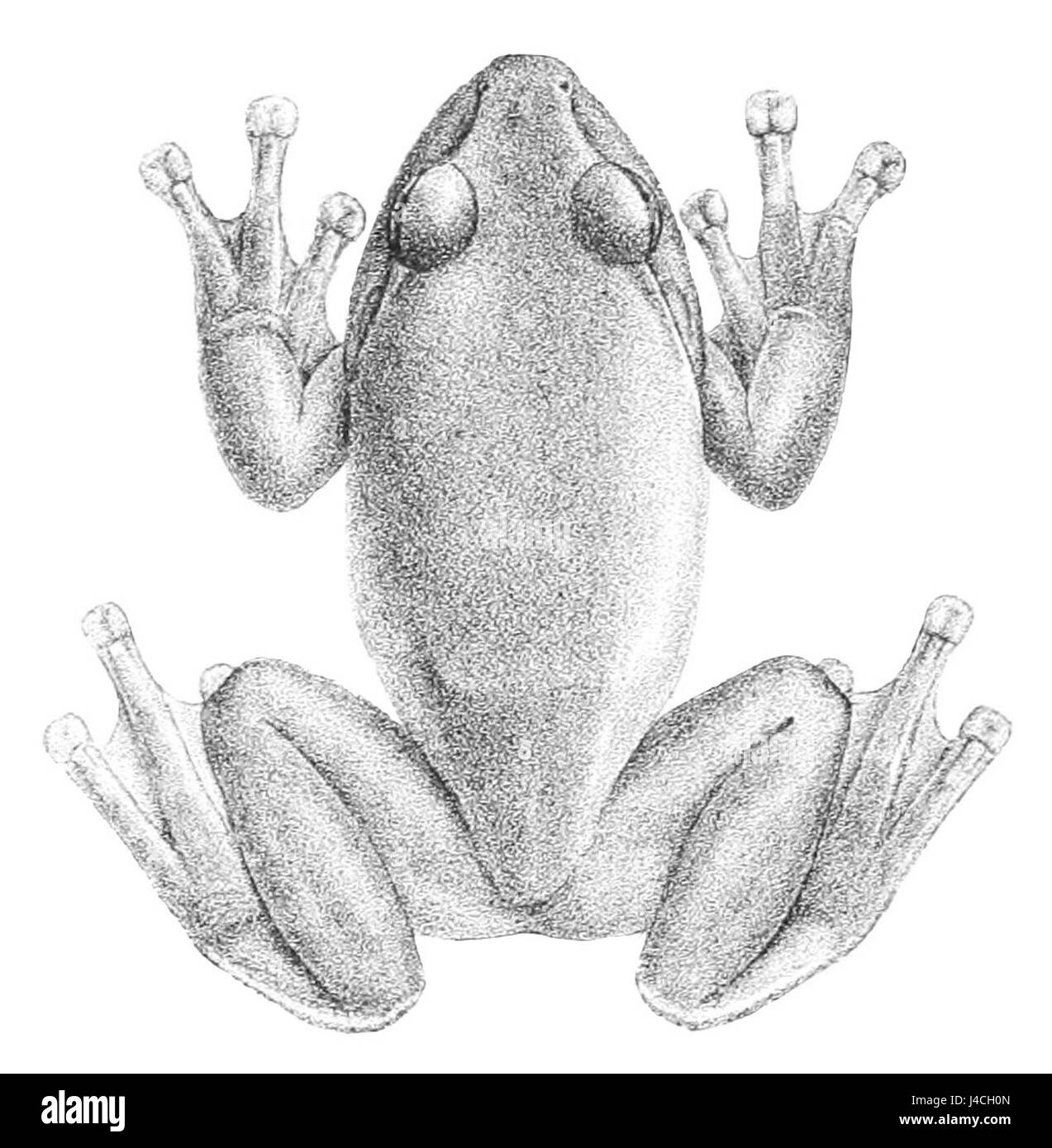 Rhacophorus Schlegelii (1) Stockfoto