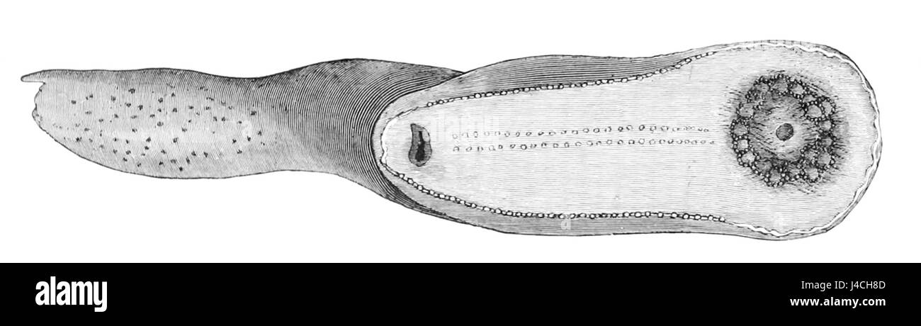 Psychropotes longicauda ist eine Säugetierart aus der Familie der Perodicticidae. Er ist bekannt für seinen langen Schwanz und sein einzigartiges Aussehen, das vor allem in den Wäldern West- und Zentralafrikas zu finden ist. Stockfoto
