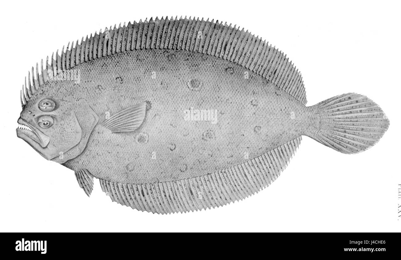 Spinosus hinaus Stockfoto