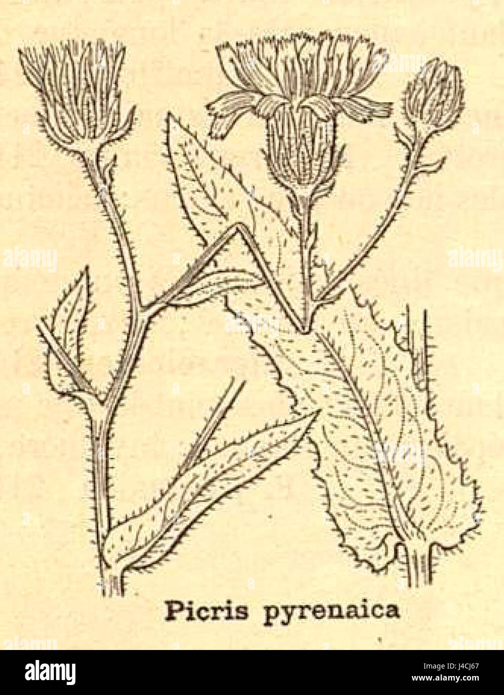 Botanische Darstellung von *Picris hieracioides* ssp. *Umbellata*, eine Unterart der Pflanze, die wichtige botanische Merkmale aufweist. Stockfoto