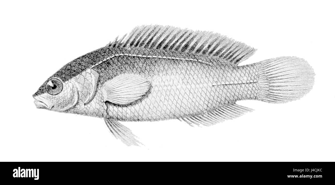 Pseudochromis fuscus, eine Art von Meeresfischen, kommt häufig im Indopazifik vor. Diese Art ist bekannt für ihre lebendige Farbe und ihr territoriales Verhalten, oft bewohnt sie Riffe und felsige Umgebungen. Stockfoto