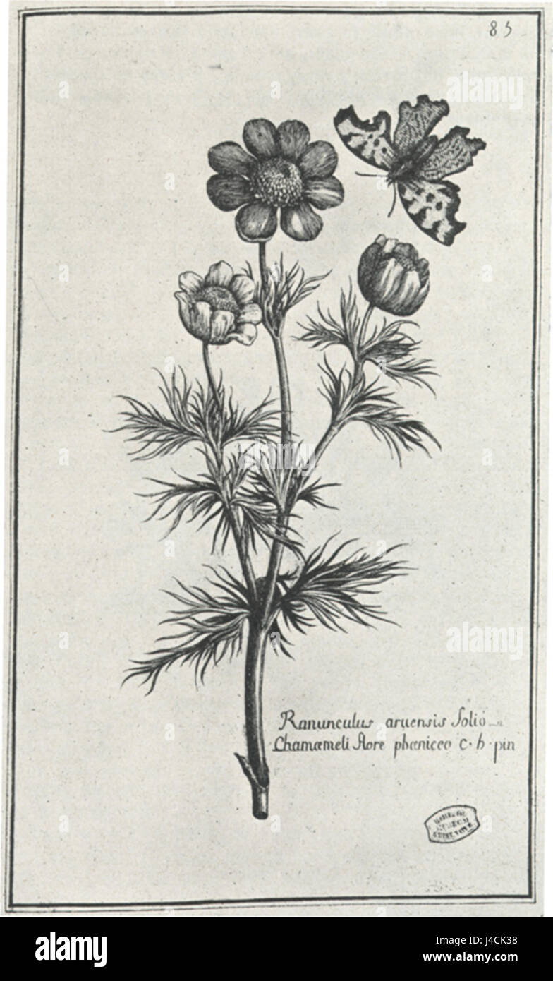 Diese botanische Illustration von Pierre Garidel zeigt *Ranunculus arvensis*, eine Art wilder Butterblume. Sie wurde zwischen 1659 und 1737 gegründet und spiegelt die frühe wissenschaftliche Erforschung von Pflanzen wider. Stockfoto