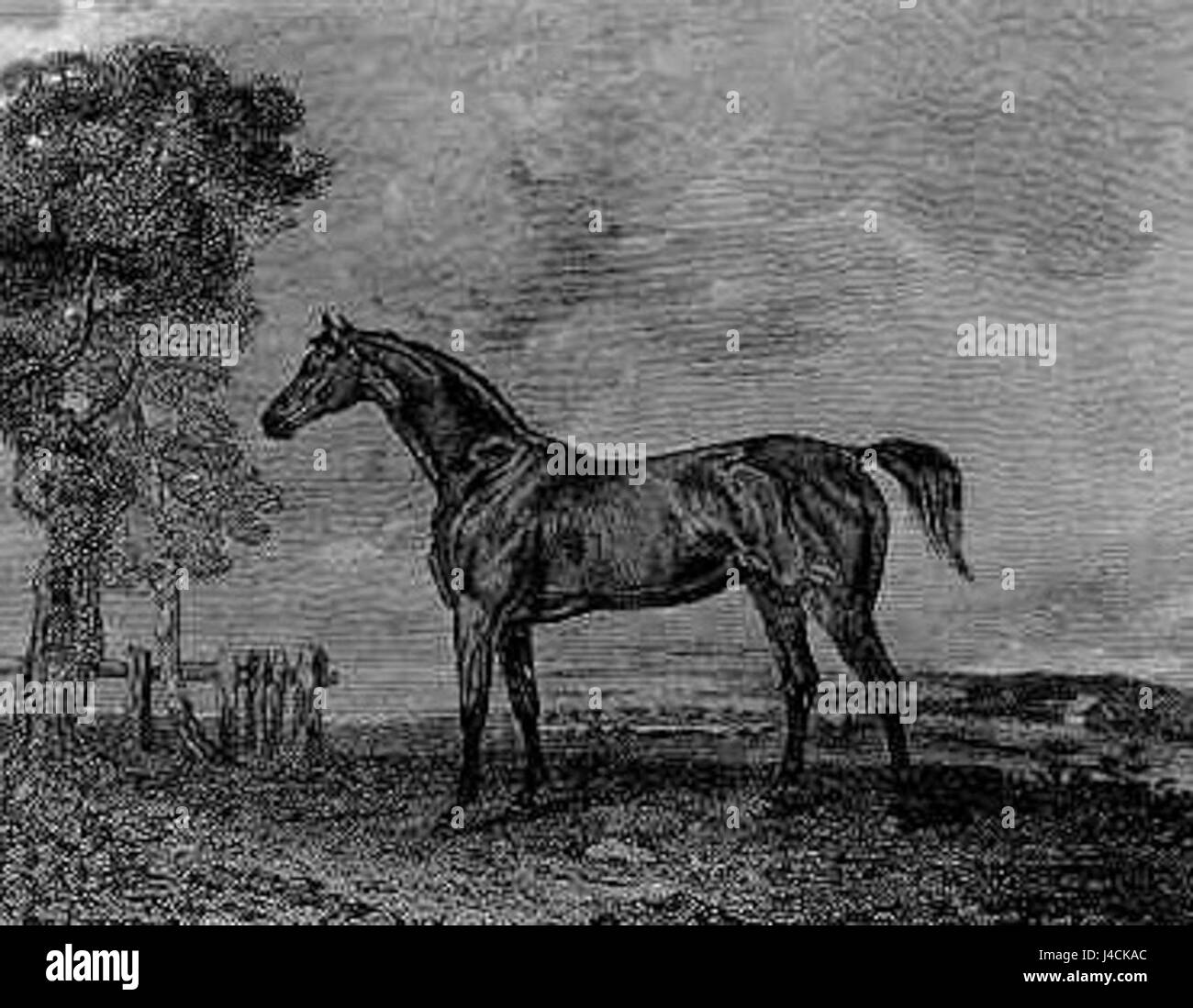 Der Gewinner des Phantom Derby bezieht sich auf das Pferd, das ein prestigeträchtiges Rennen gewann, das als Phantom Derby bekannt ist. Diese Veranstaltung wird oft mit einzigartigen Bedingungen verbunden, und der Gewinner wird in der Regel dafür gefeiert, verschiedene Herausforderungen zu meistern und in einem Wettkampf erfolgreich zu sein. Stockfoto