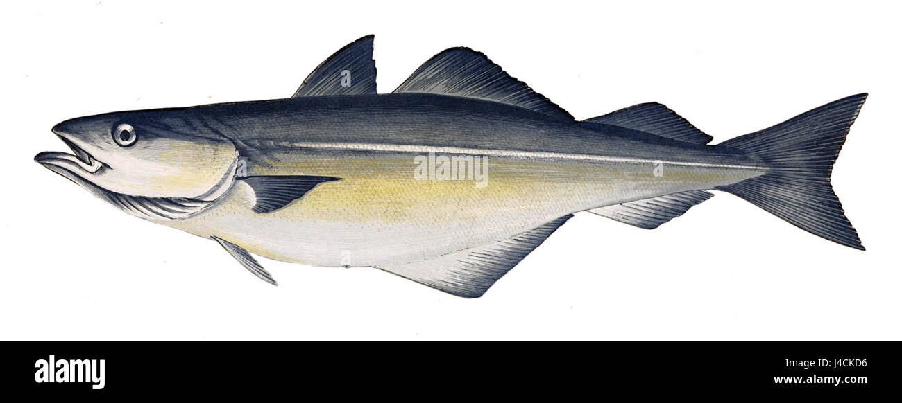 Pollachius virens, auch bekannt als Köhler oder Seelachs, ist eine Fischart im Nordatlantik. Diese Art ist für die kommerzielle Fischerei wichtig und für ihr dunkles, festes Fleisch bekannt. Stockfoto