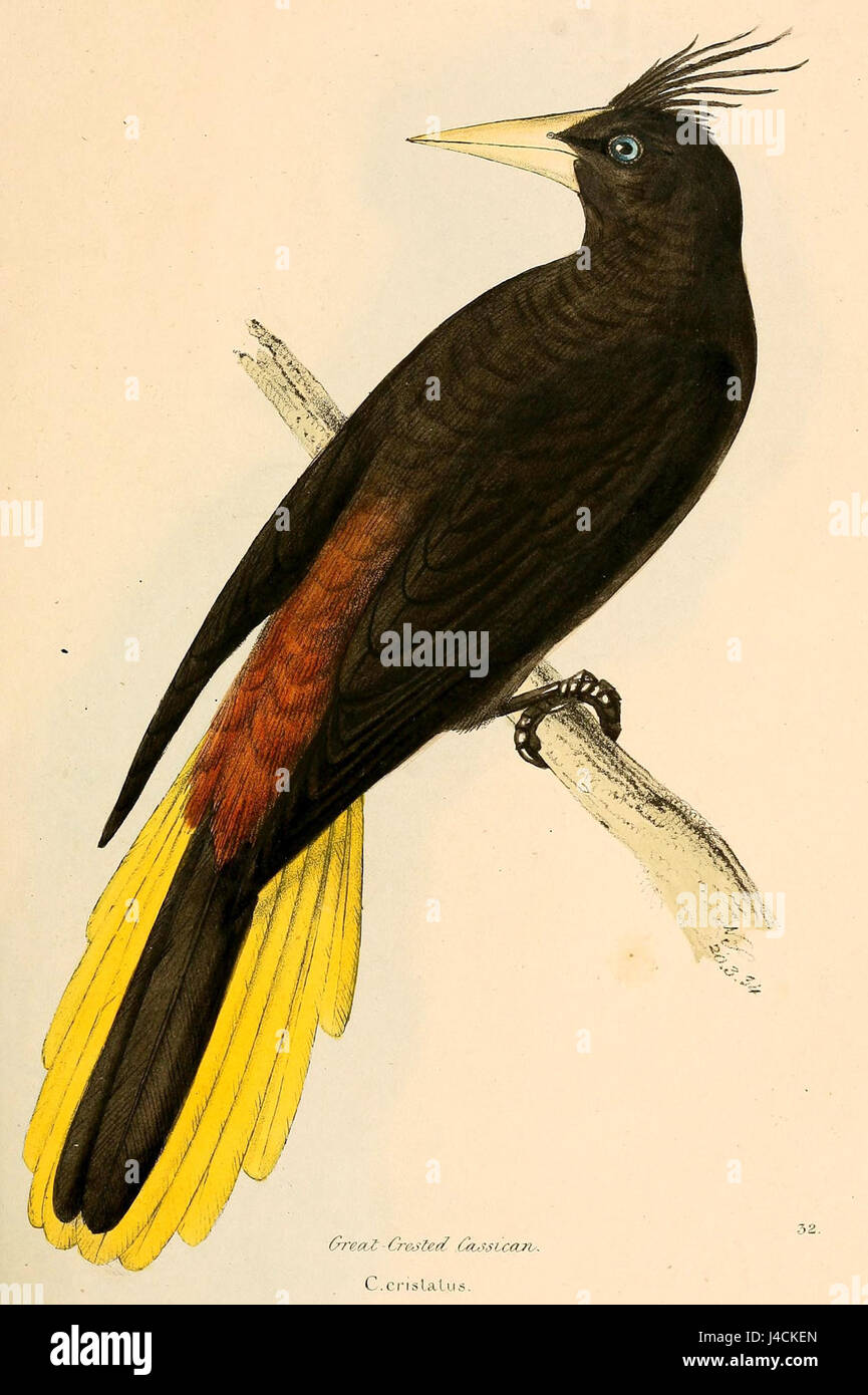 Eine Illustration des Psarocolius decumanus, einer Vogelart, die für ihr markantes Aussehen bekannt ist, dargestellt in einem historischen Druck von 1841. Stockfoto