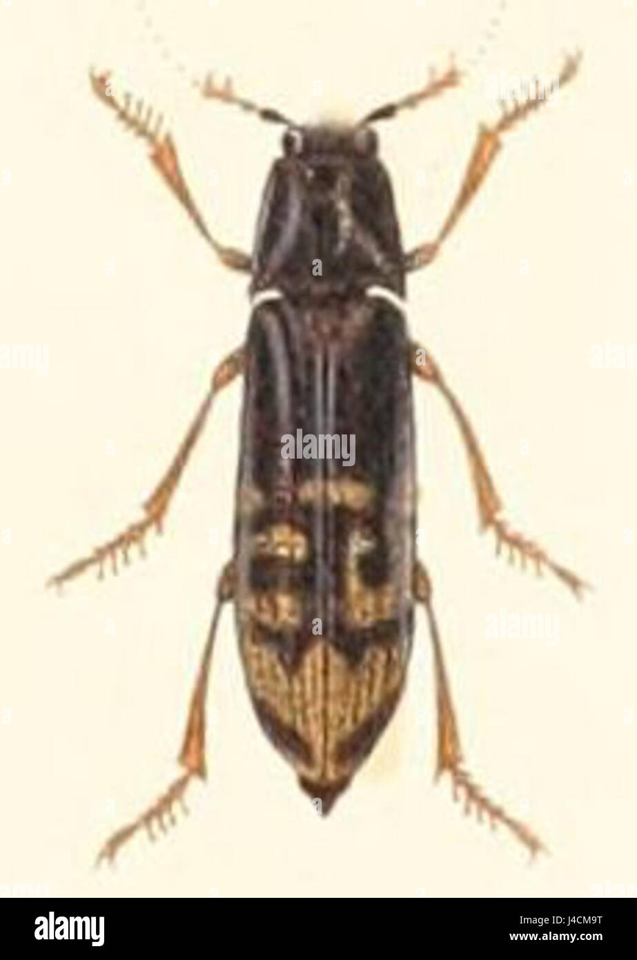 Pterotarsus rugosus ist eine ausgestorbene Gattung prähistorischer vogelähnlicher Reptilien, die für ihre charakteristische Flügelstruktur bekannt ist. Er lebte in der späten Trias und ist Teil der Pterosaurier-Gruppe. Stockfoto