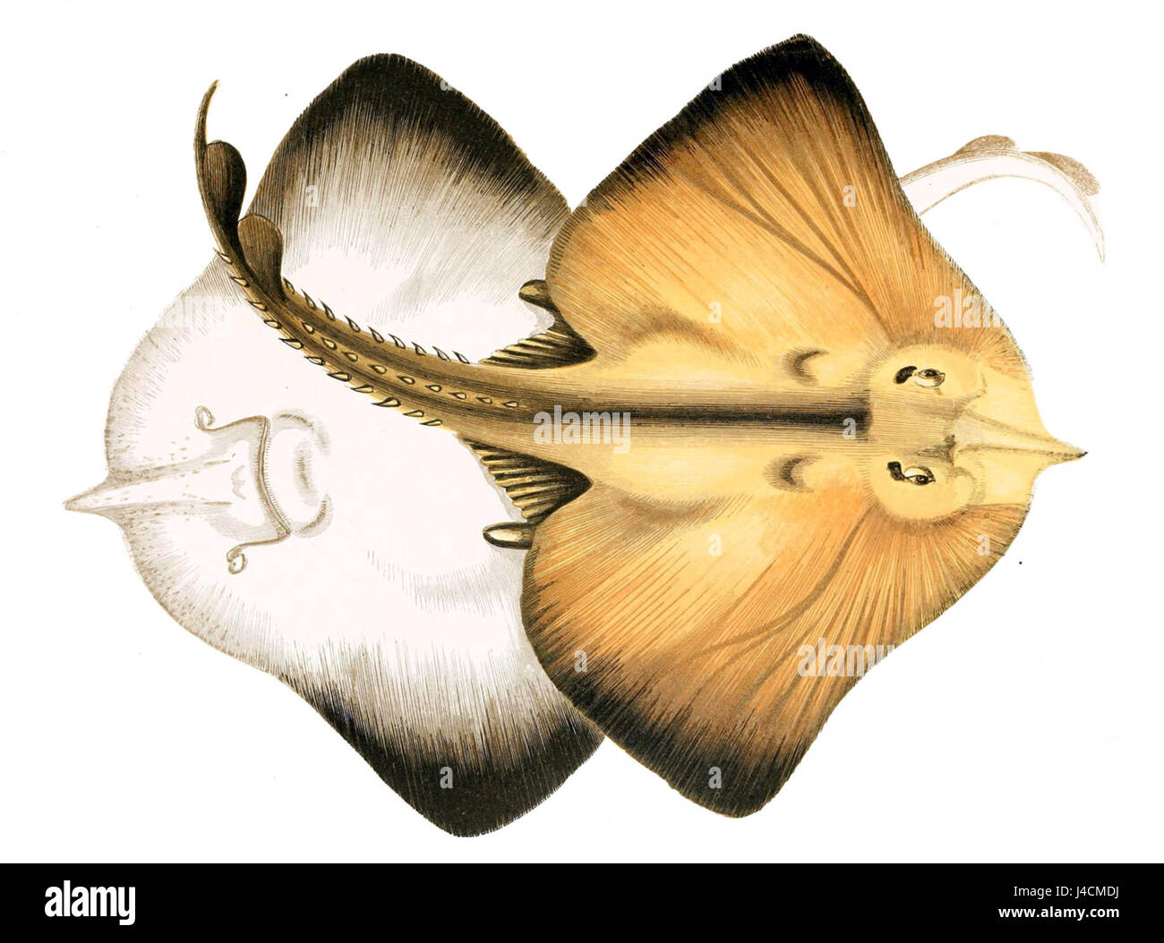 Rostroraja alba, auch bekannt als Weißfleckenfische, ist eine Art von Rochenfischen, die im Indopazifik vorkommt. Es ist für seine eigene Körperform und das gepunktete Muster bekannt. Stockfoto