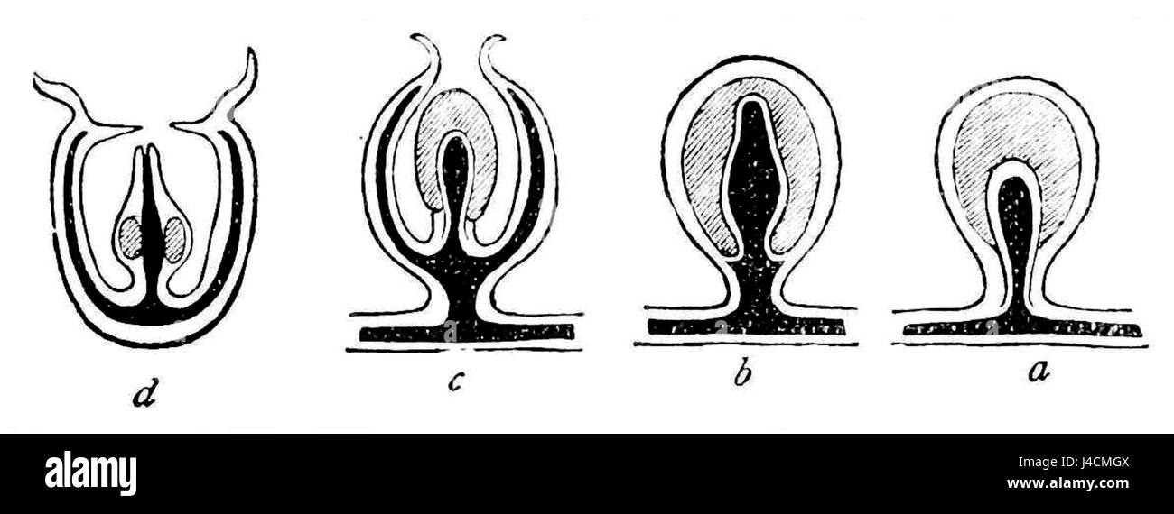 Dieses Bild von PSM V16 D660 zeigt Gonophore, reproduktive Strukturen von Hydrozoen, einer Klasse einfacher wirbelloser Meerestiere. Gonophore sind für die Fortpflanzung von entscheidender Bedeutung und kommen in verschiedenen Meeresarten vor. Stockfoto
